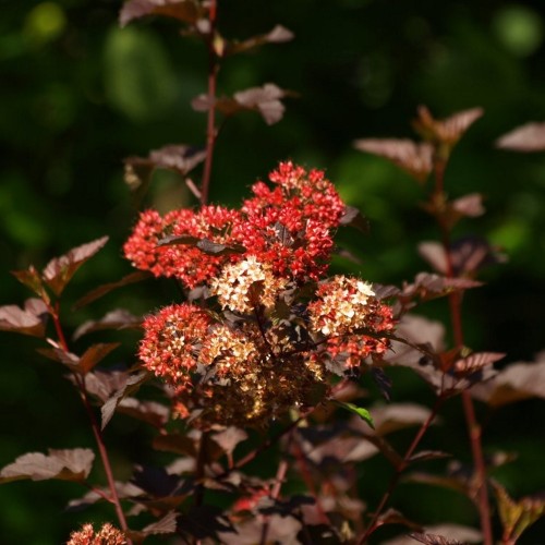 Physocarpus opulifolius 'Red Baron' - Lodjapuulehine põisenelas 'Red Baron' C1,5/1,5L